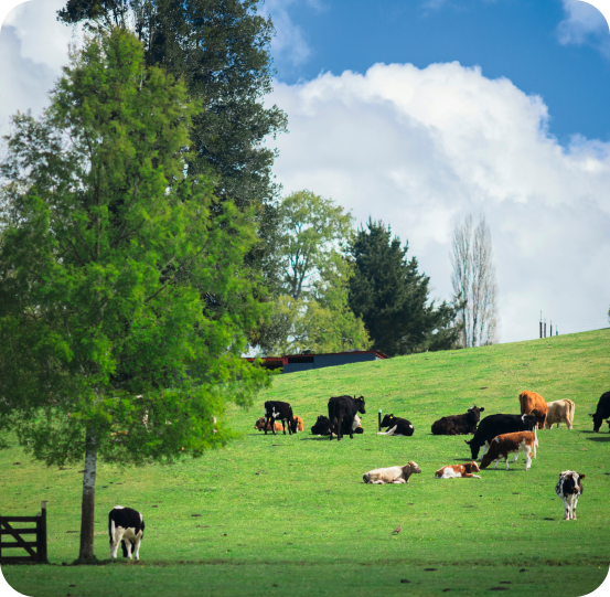 Cooperador certificado
