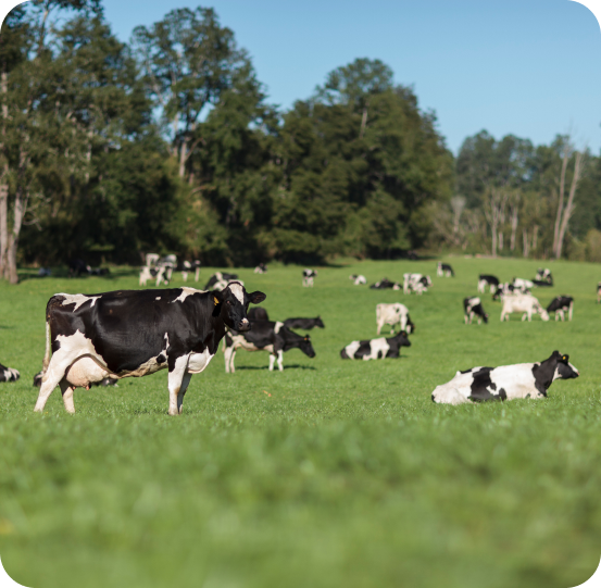 Cooperador certificado