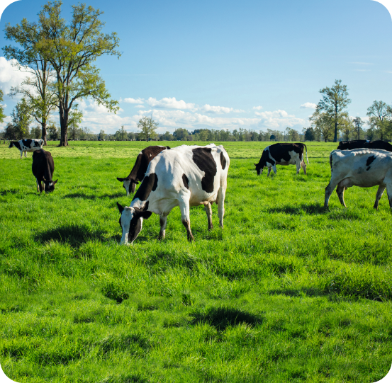 Cooperador certificado