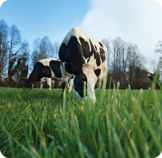 Cooperador certificado